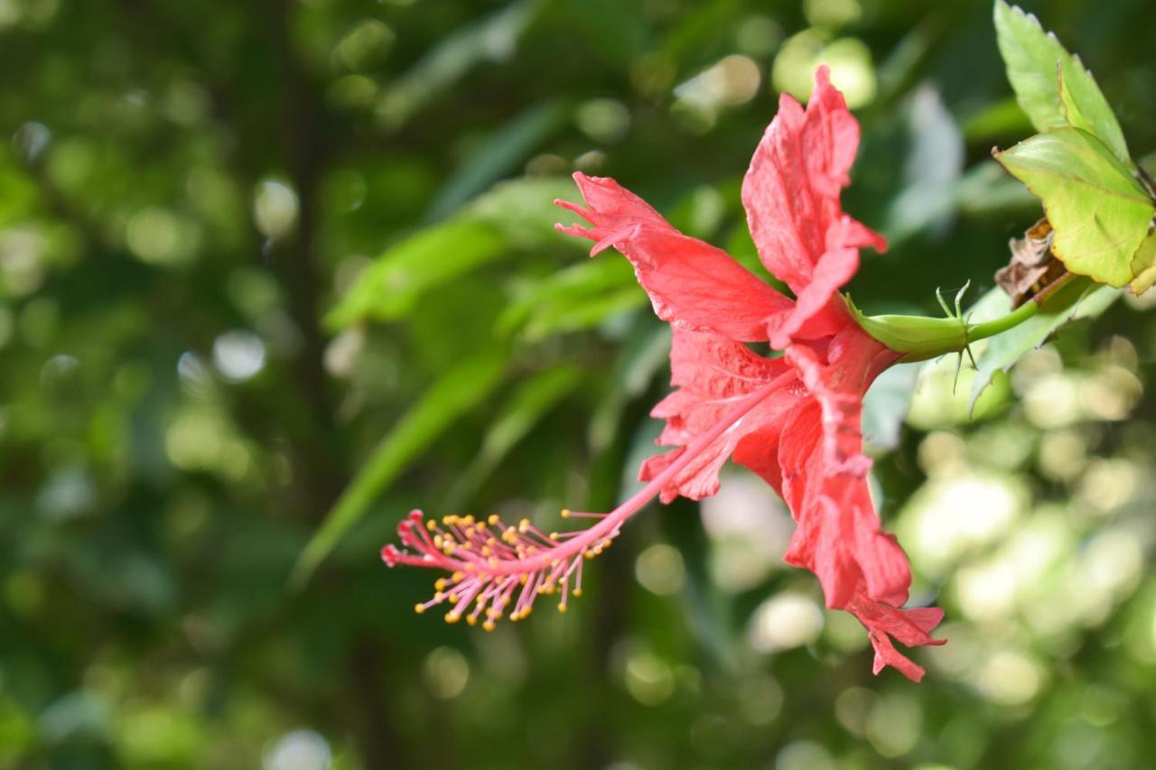 Passiflora Camp Guest House Puerto Maldonado Luaran gambar