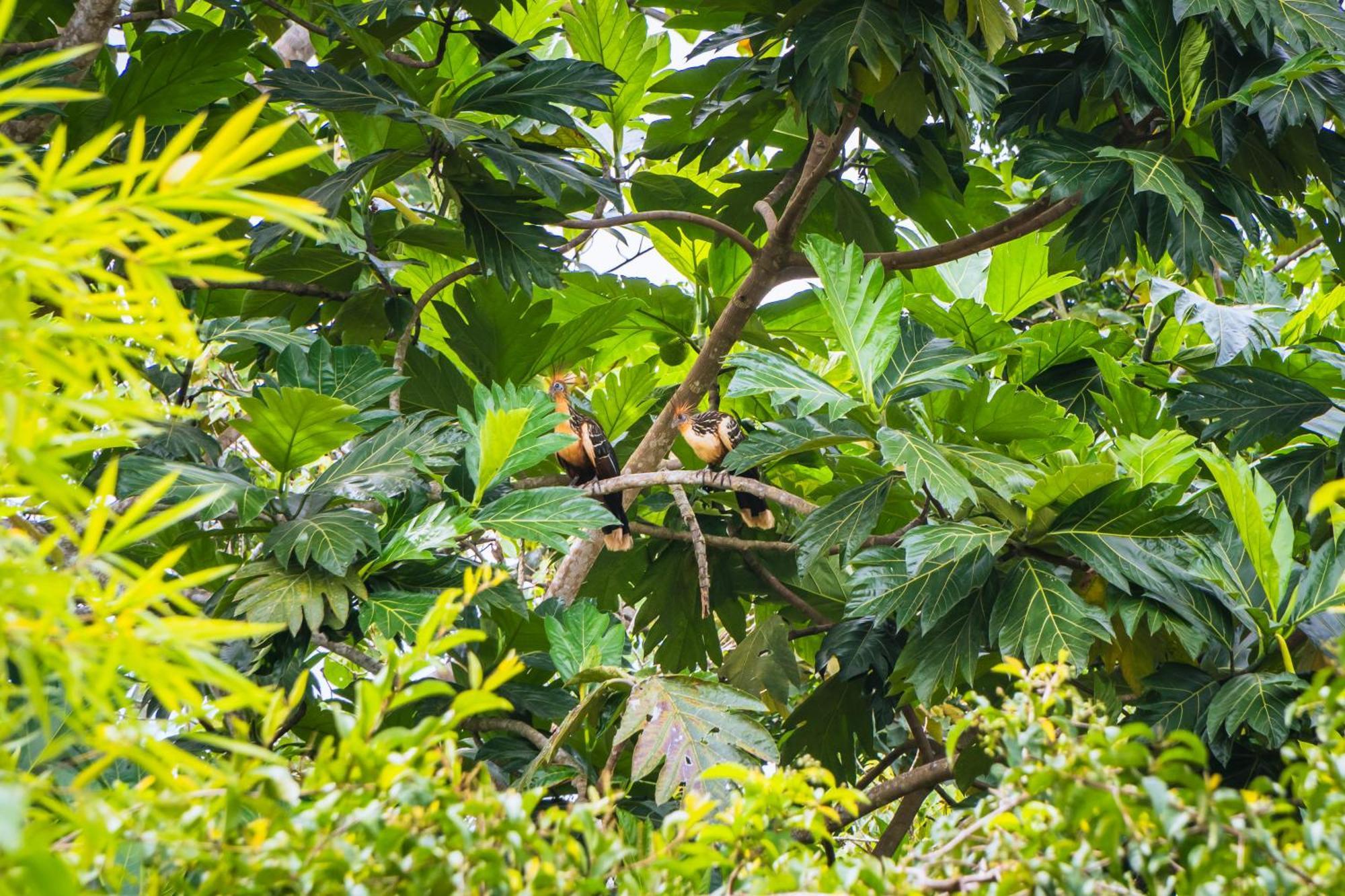 Passiflora Lodge Tambopata Puerto Maldonado Luaran gambar